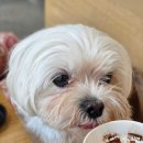 낫배드(not bad) | 한남동 애견동반 카페 주차 가능한 낫배드커피 Not bad Coffee