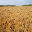 황금보리 이미지