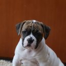 불독 이미지