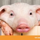 거야농장 이미지