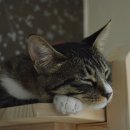 대어초밥 이미지