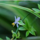 한국의 자원식물. 행복이 날아드는 거미 아이비, 무늬접란[Spider-plant] 이미지