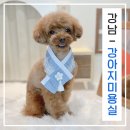 엘리자바스(ElizaBath) | 학동역애견미용 엘리자바스 푸들 브로콜리컷 후기