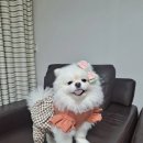 예쁘다 펫살롱 네이버블로그