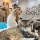 냥떼목장 이미지