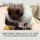하율펫 마음반려 고함량 강아지 눈영양제 사용 후기