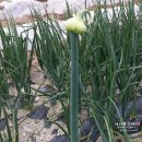 씨송