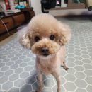 쌍군그루밍 이미지