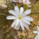 나만의 나무의사 공부법. 수목병리학 - 수목병리학의 역사