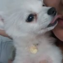 장군켄넬 이미지