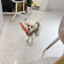 샤인플랜트 네이버블로그