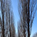 미루나무 이미지