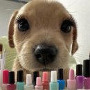 이마트24 구서단골병원점 | [진접] 더엣지아이 _ 속눈썹 연장 후기(마스카라연장)