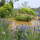 연못이 있는 풍경 이미지