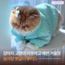 산책하는 고양이 | 러브피피 솜사탕 뽀글이 후리스ㅣ강아지 고양이 겨울옷 추천