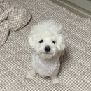 화원연합동물병원 이미지