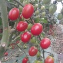 이루농장 이미지