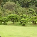 소나무가 있는 풍경 이미지