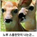 동아리카레 이미지