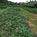 옥천 농장 이미지