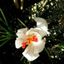 피기피기 이미지