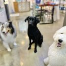 텐시퍼피 이미지