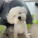 댕토피아 이미지