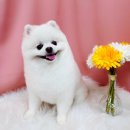 루시드펫 | 마석 애견미용 잘하는 곳 '루시드펫' 포메 물개컷 후기