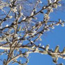 버들강아지 이미지