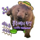 한들벌블루베리 | 워홀] 호주 워홀 콥스하버 블루베리 픽킹 코스타 / 컨트랙터잡 / 인도팜 후기 알고 싶어? 일단 들어와.
