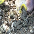 비토어촌계 이미지