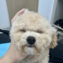 하리몽 이미지