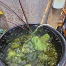 명성도야지 이미지