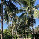 스미스 당구장 | 아미아나 리조트 나트랑 헬스장 후기