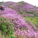 지리산 바래봉 철쭉을 가장 적기에 만났어요 (5. 22일 ) 이미지