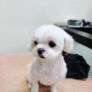 엔조이펫 이미지