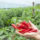 샘양지 마을 이미지