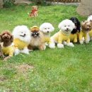 댕댕이 유치원 이미지