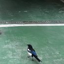 경기도 수원시 팔달구 고화로52번길 이미지