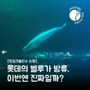 벨루가