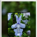 로즈마리 이미지