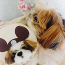 어벤독스 이미지