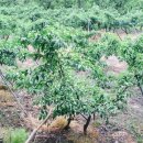 오봉농장 이미지