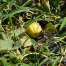 월롱초등학교 이미지