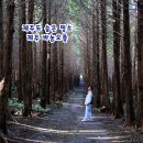 바농 | 제주 동쪽 바농오름 편백나무 숲 제주도 숨은 명소
