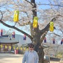 Coco cherry tree 이미지
