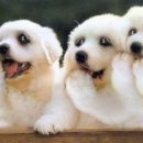 이서곰탕 이미지