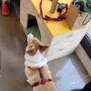 만두네살롱 이미지