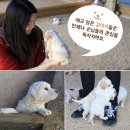 강릉아기동물농장 이미지