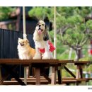 댕댕라운지 이미지